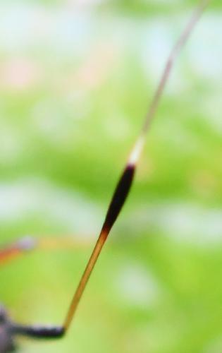Closterotomus biclavatus
